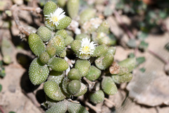 Delosperma echinatum