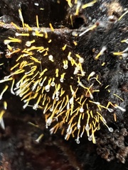 Gliocladium polyporicola