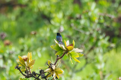 Nectarinia johnstoni