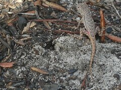 Sceloporus woodi