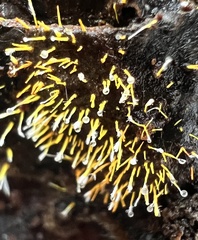 Gliocladium polyporicola