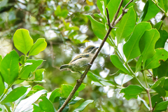 Pogoniulus leucomystax