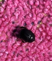 Reichardtia pedatrix