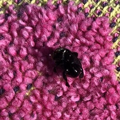 Reichardtia pedatrix