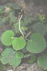 Peperomia lanceolatopeltata