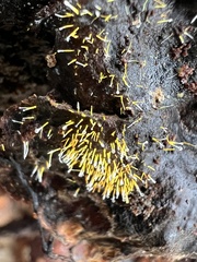 Gliocladium polyporicola