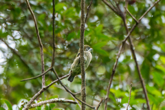 Pogoniulus leucomystax