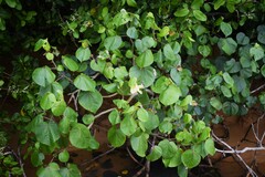 Hibiscus tiliaceus pernambucensis