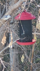 Sitta carolinensis