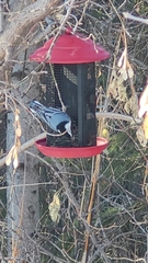 Sitta carolinensis