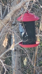Sitta carolinensis