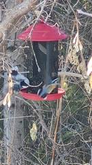 Sitta carolinensis