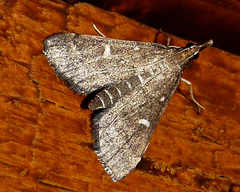 Dolicharthria punctalis