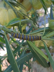Danaus plexippus