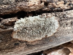 Dentocorticium portoricense