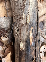 Dentocorticium portoricense