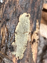 Dentocorticium portoricense