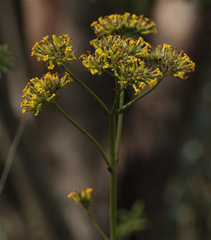 Kalanchoe densiflora