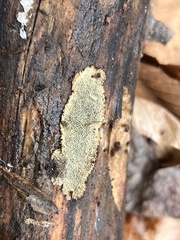 Dentocorticium portoricense
