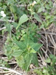 Tamaulipa azurea
