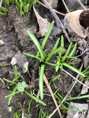 Ornithogalum umbellatum