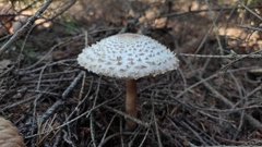 Leucoagaricus nympharum