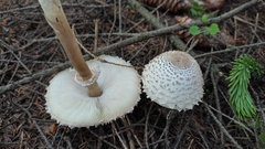 Leucoagaricus nympharum
