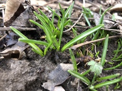 Ornithogalum umbellatum