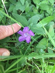 Ruellia squarrosa