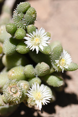 Delosperma echinatum
