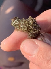Botryllus