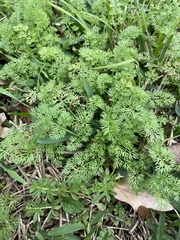 Scandix pecten-veneris