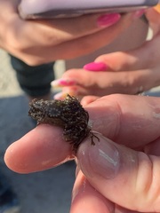 Botryllus