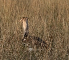 Ardeotis kori struthiunculus