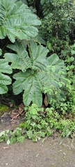 Gunnera manicata