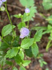 Praxelis clematidea