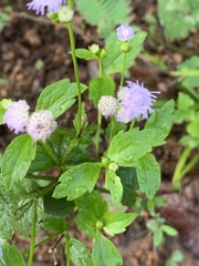 Praxelis clematidea