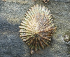 Siphonaria australis