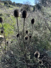 Dipsacus sativus