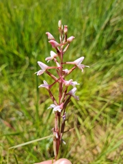 Disa patula