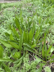 Plantago lanceolata