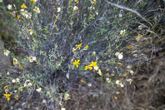 Psilostrophe cooperi