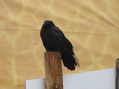 Corvus corone