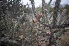 Cylindropuntia thurberi