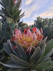 Protea roupelliae roupelliae