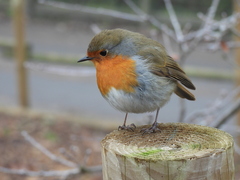 Erithacus rubecula
