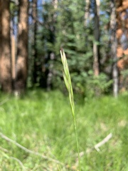 Danthonia intermedia