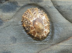 Cellana ornata