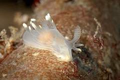 Ancula gibbosa