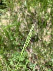 Danthonia intermedia